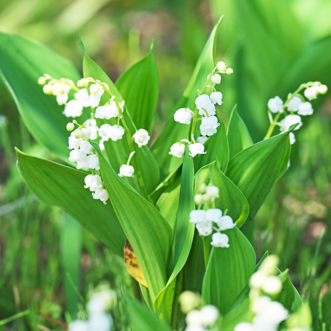 Giftige Pflanzen im Garten