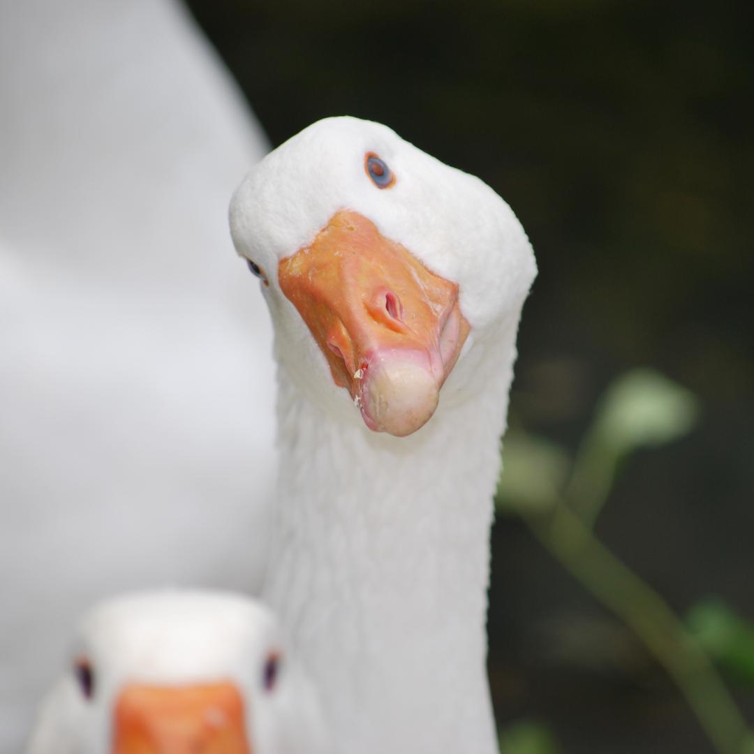 Martini: Gans im Glück?