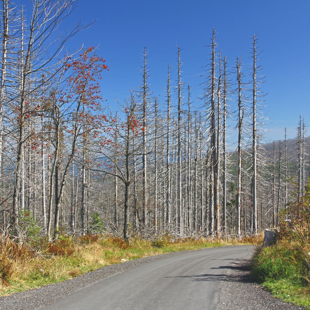 Unser Wald steht vor einem Neubeginn