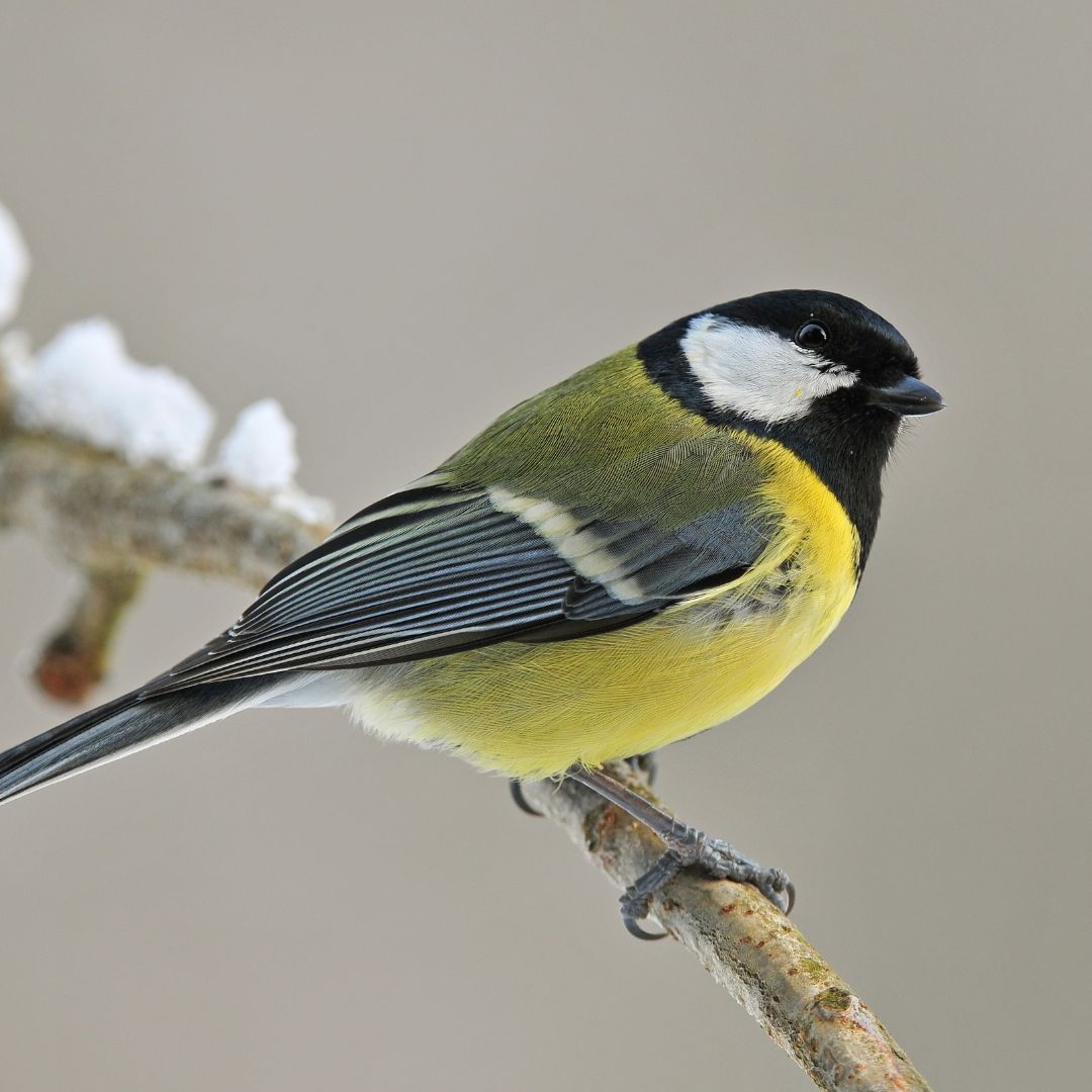 Die ersten Ergebnisse der großen Vogelzählung