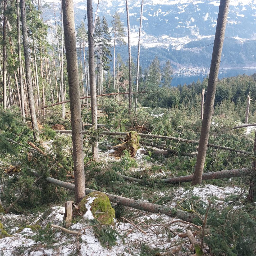 Bundesforste ziehen Waldbilanz 2023: Klimakrise setzt Wälder weiter unter Druck