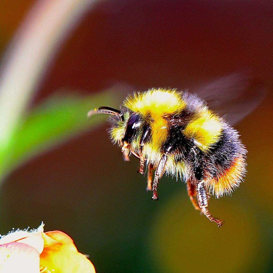 Frühblüher als guter Start für Insekten