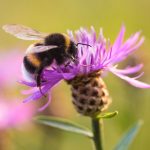Bienenwanderbörse – Flächen online melden, die Bienen beste Nahrung bieten