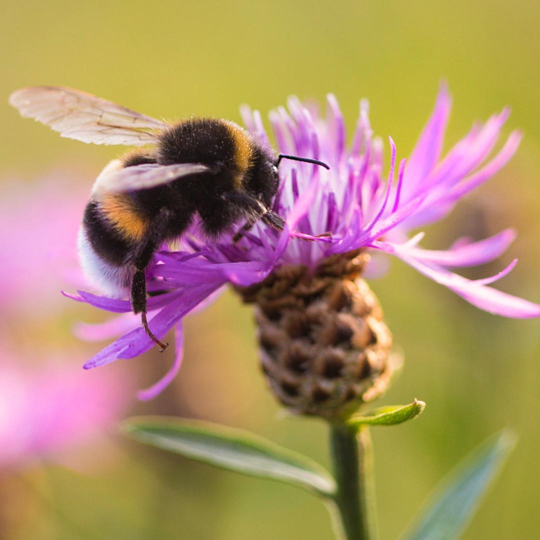 Bienenwanderbörse – Flächen online melden, die Bienen beste Nahrung bieten