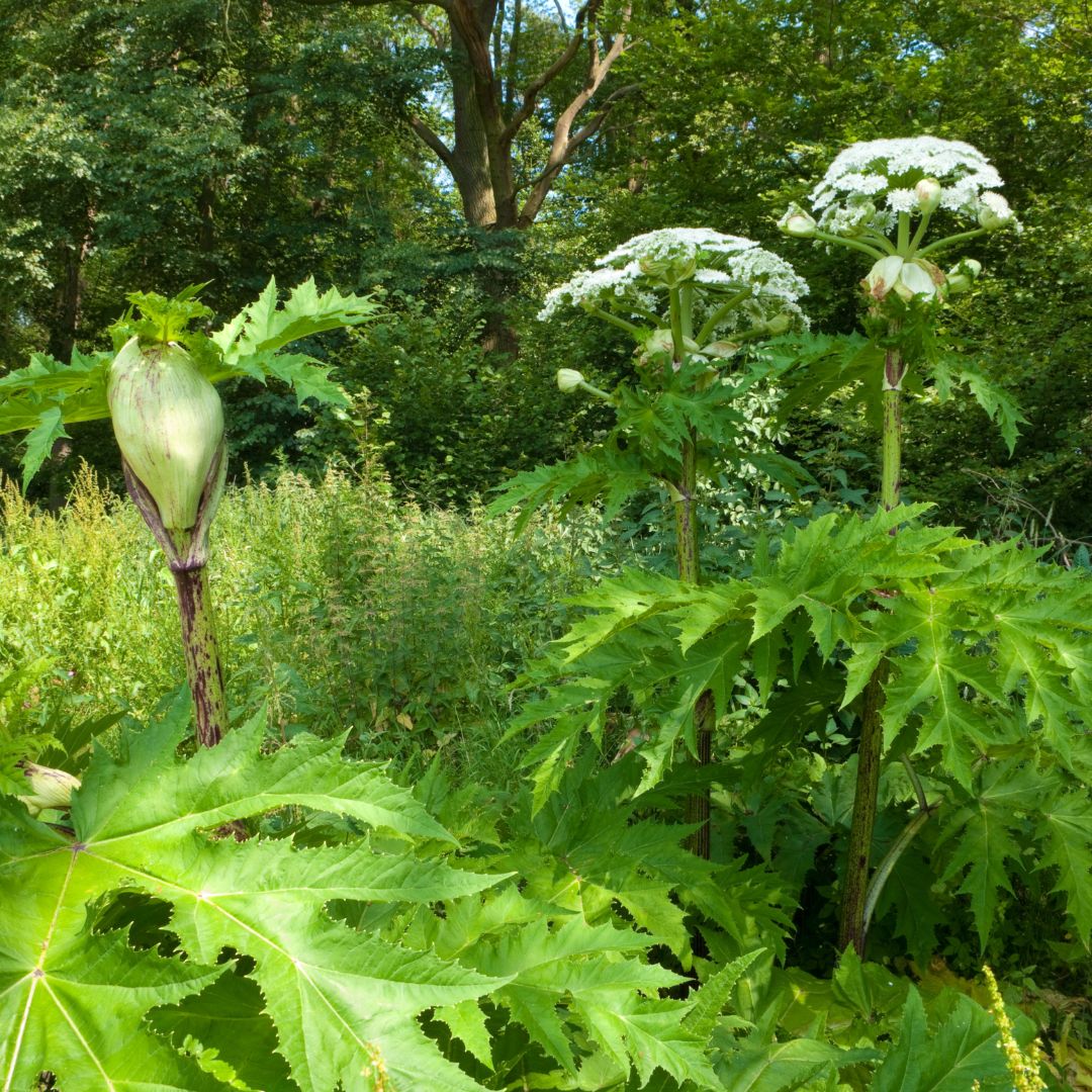 Was tun mit invasiven Pflanzen im Garten?