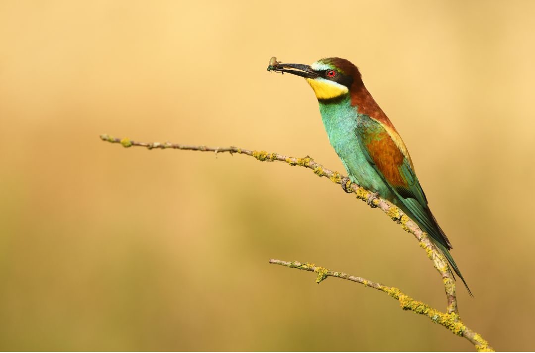 Welt-Zugvogeltag und die Bedeutung der Insekten