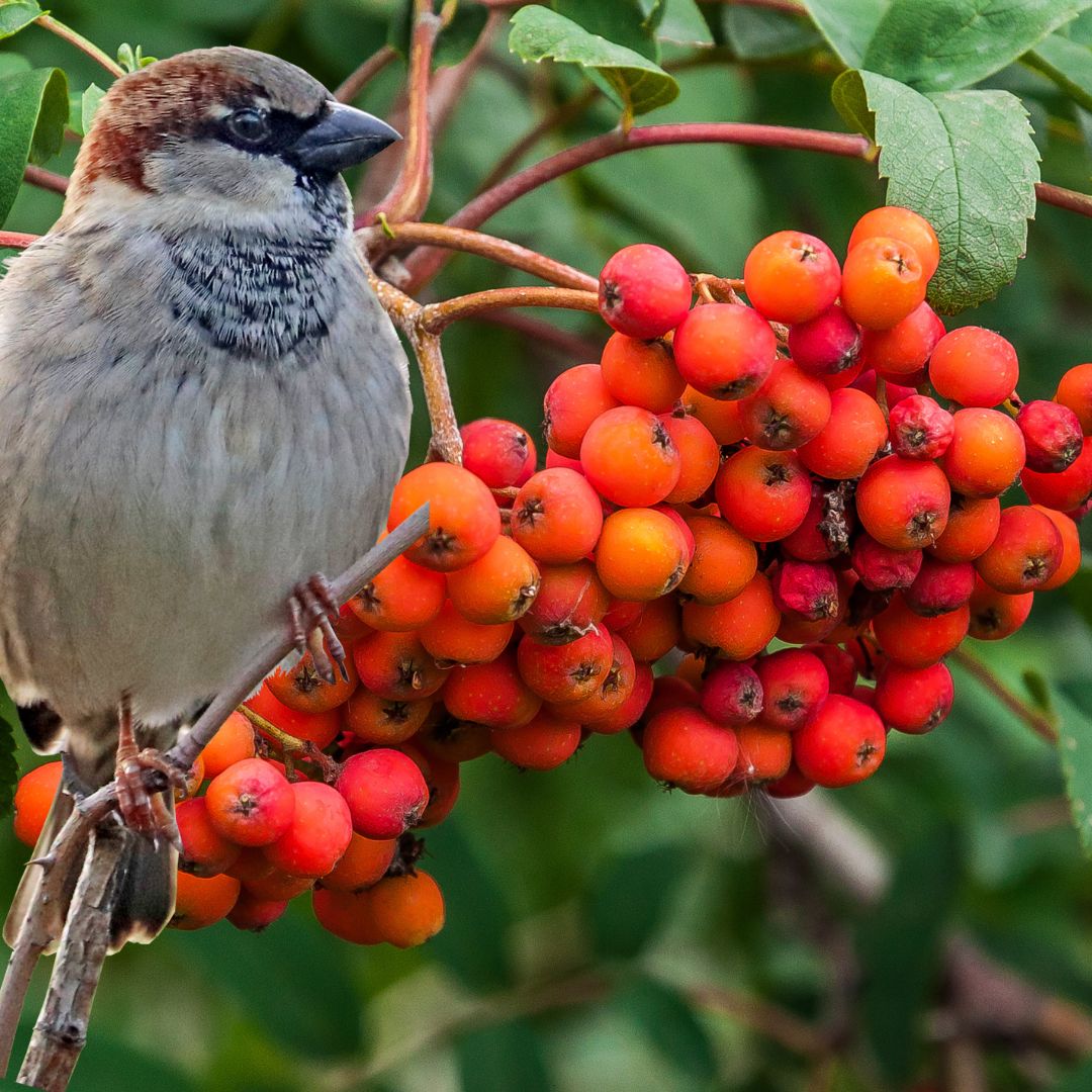 All-You-Can-Eat-Buffet für heimische Wildvögel