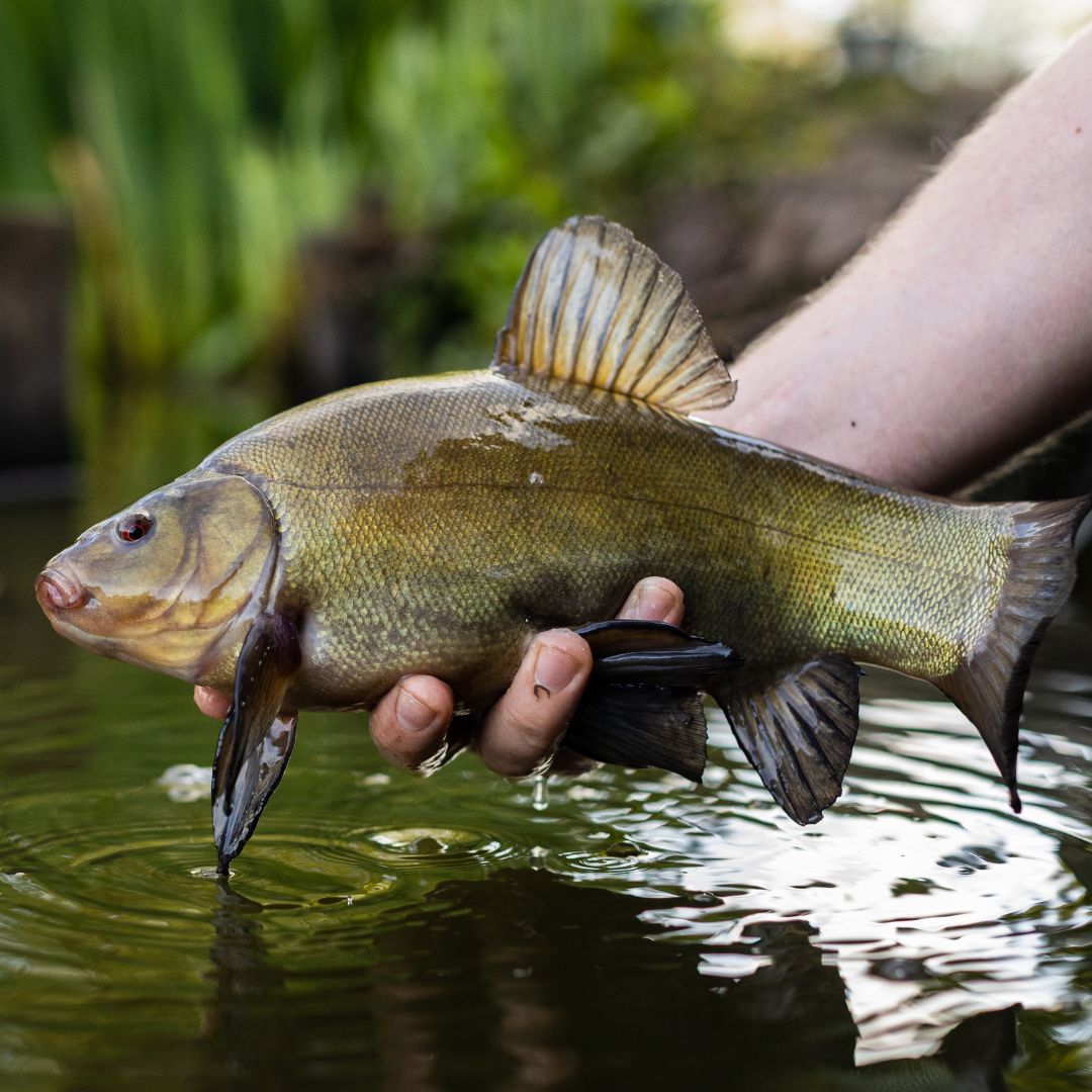 Wie steht es um unsere heimische Fischpopulation?