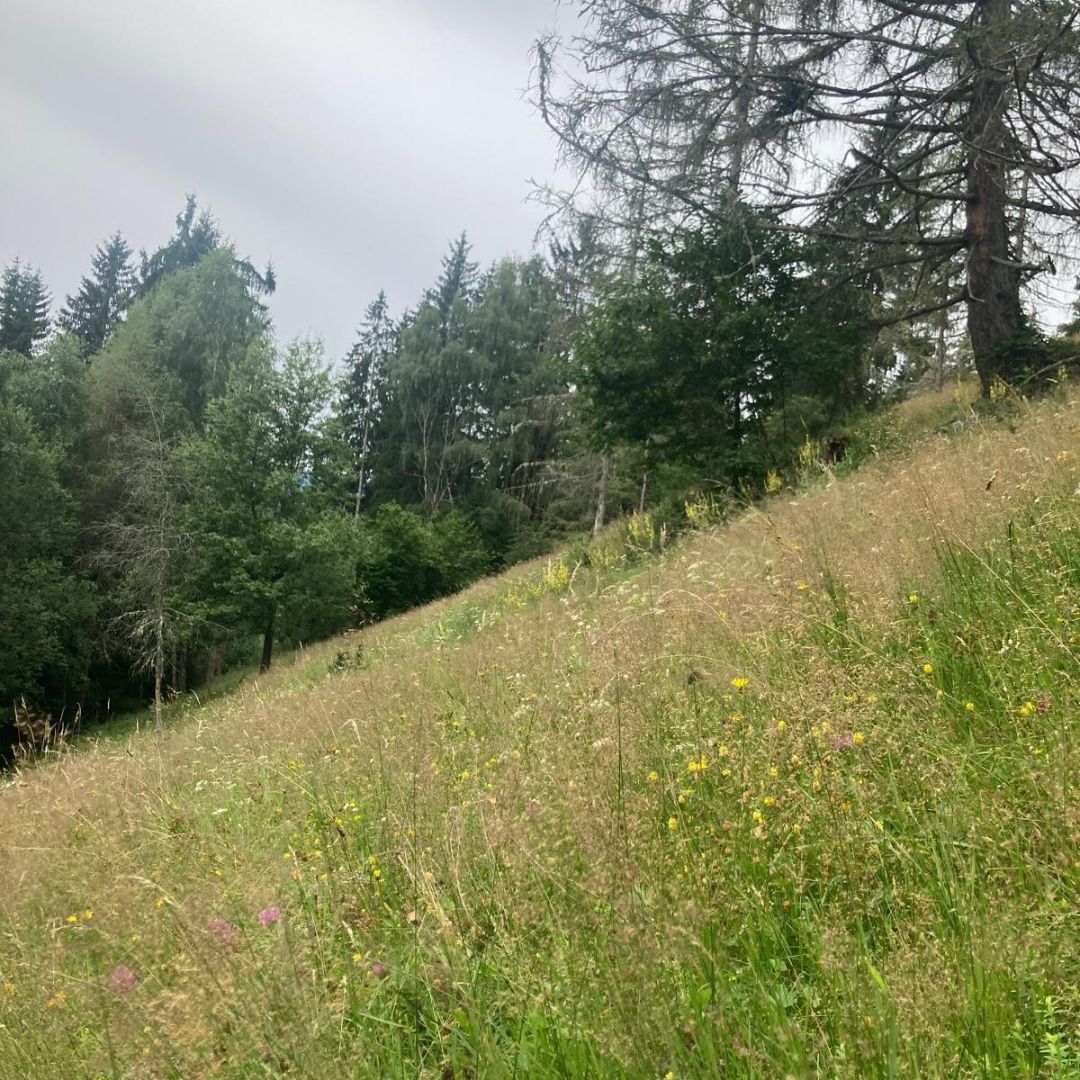 Magerwiesen – Fast verschwundene Naturschätze