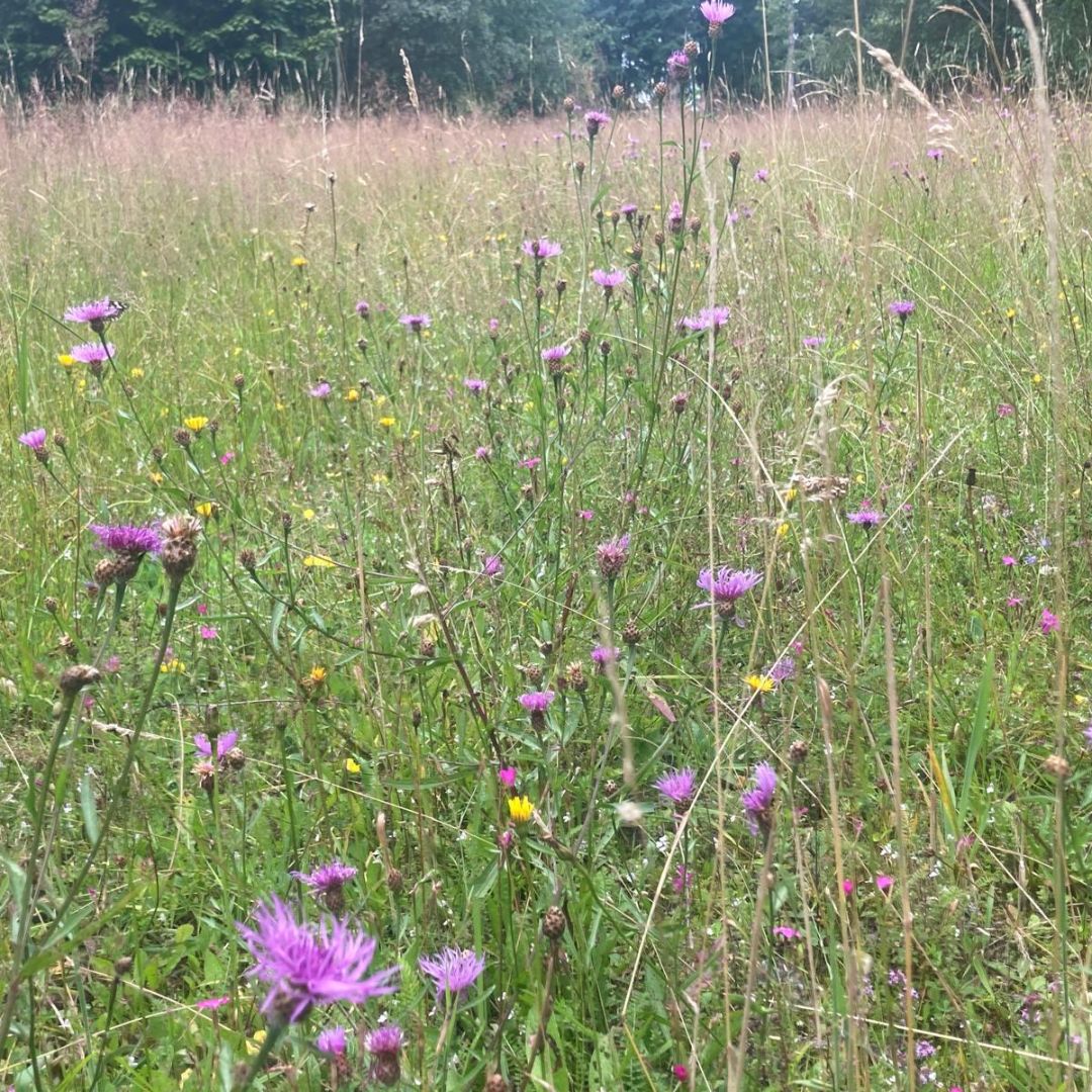 Magerwiesen – Fast verschwundene Naturschätze