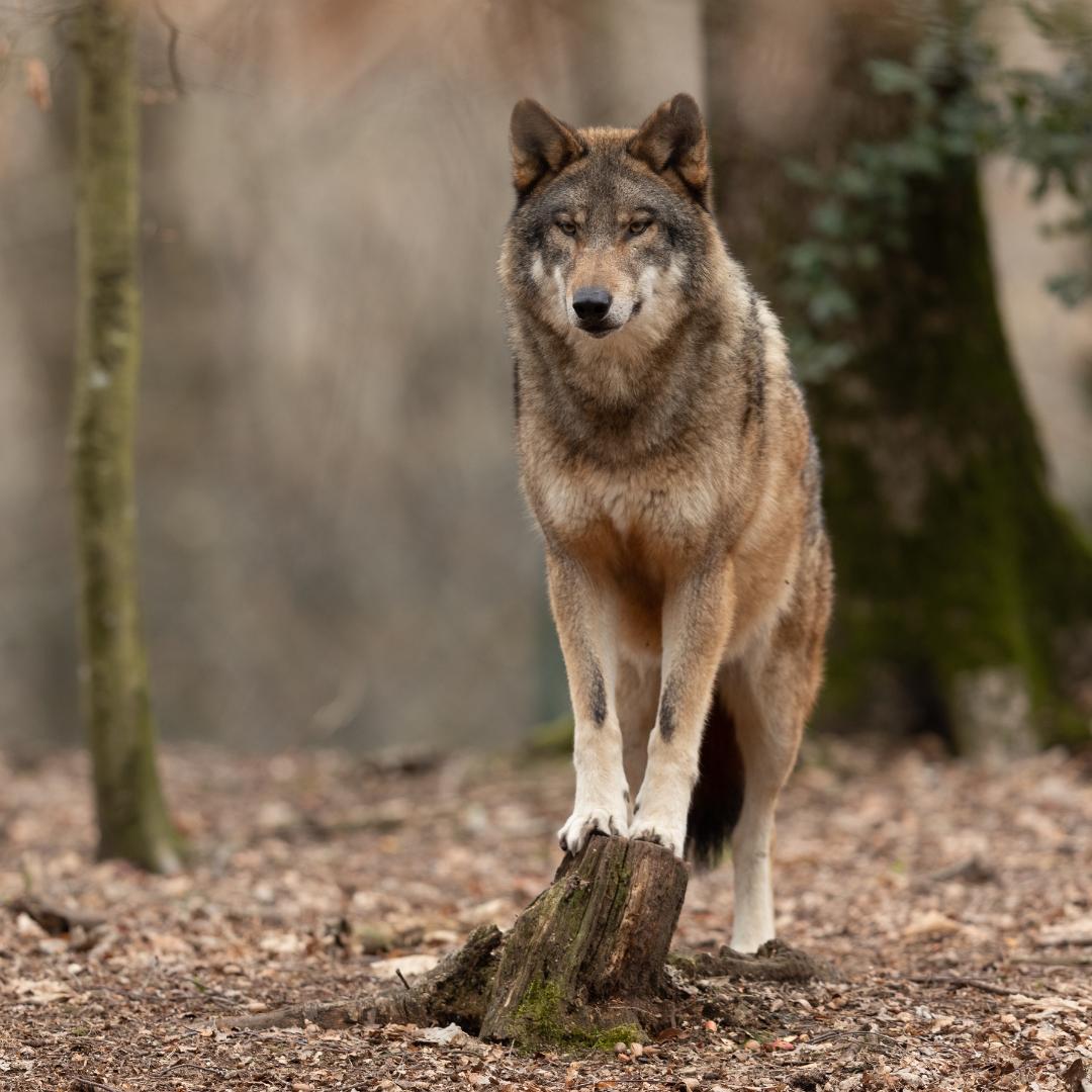 Schutzstatus Wolf: WWF kritisiert Angriff auf den Artenschutz