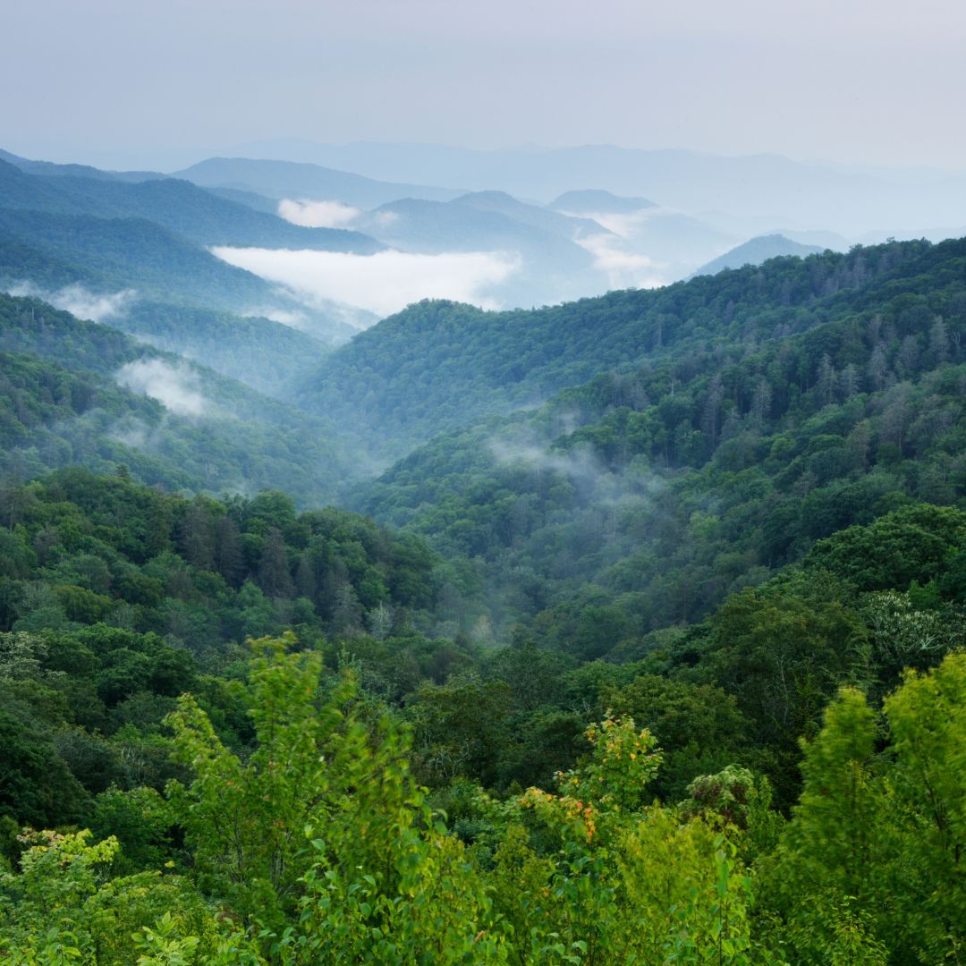 COP 16 - World Conference on Nature in Cali against the massive extinction of species