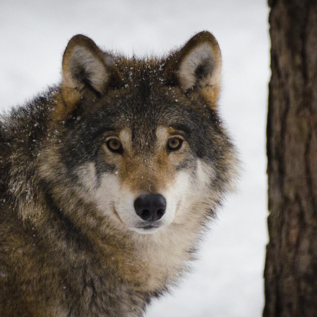 Der Wolf und sein Schutzstatus