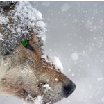 Schutzstatusänderung Wolf ist gefährliche Entscheidung für andere gefährdete Arten werden