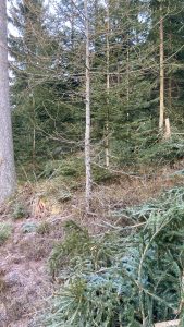 Pflegemaßnahmen Jungwald