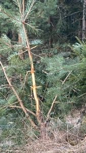 Pflegemaßnahmen Jungwald