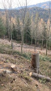 Pflegemaßnahmen Jungwald